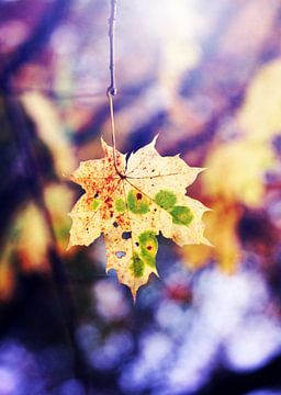 Blatt im blauen Licht von Roswitha Lorz