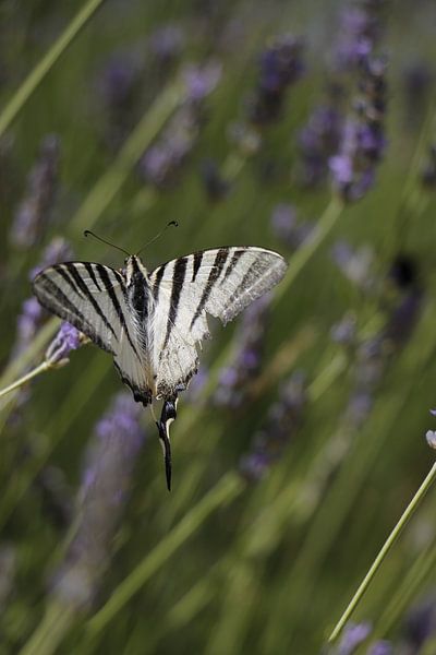 Kingfisher by Christel Smits