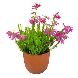 South African heather in a flower pot on a white background by ManfredFotos