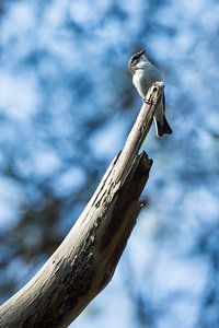 Le gobe-mouches pie sur Danny Slijfer Natuurfotografie