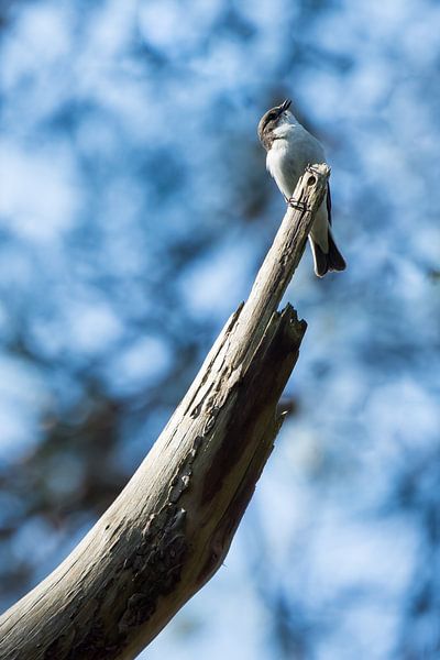 De bonte vliegenvanger van Danny Slijfer Natuurfotografie