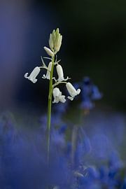 Dromerige witte wilde hyacint van Made by me Alexandra