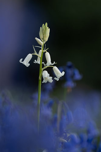 Jacinthe sauvage blanche et rêveuse