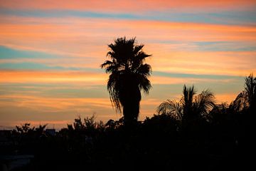 Perfecte palmboomzonsondergang met een kleurrijke oranje en blauwe lucht op de achtergrond van Michiel Ton