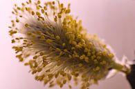 Makrofotografie einer blühenden Weidenkatze von Jolanda de Jong-Jansen Miniaturansicht