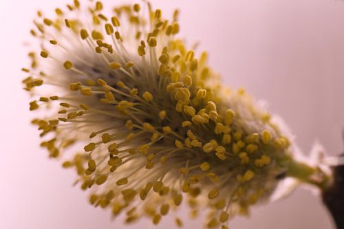 Macrophotographie d'un chat de saule en fleur