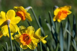 Leuchtende Seele der Wiese von Photoart-Naegele