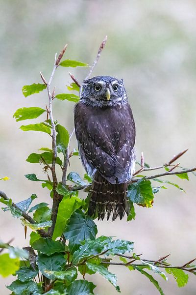 Chevêche d'Athéna sur un buisson par Teresa Bauer