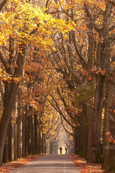 Forest path by Kees Maas