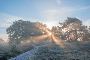 Sunrise on a frozen autumn morning von John van de Gazelle