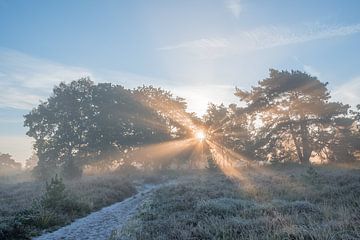 Sunrise on a frozen autumn morning van John van de Gazelle