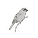 A bird named Johan van Charlotte Hartong thumbnail