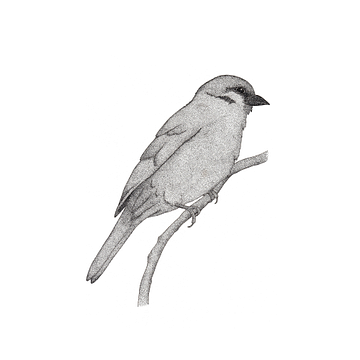 A bird named Johan van Charlotte Hartong