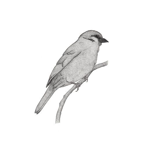 A bird named Johan by Charlotte Hartong