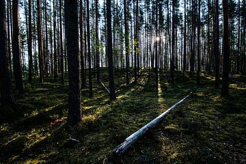 Au fond des bois / Au fond des bois sur Ellis Peeters