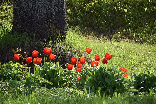 Tulpen in de tuin
