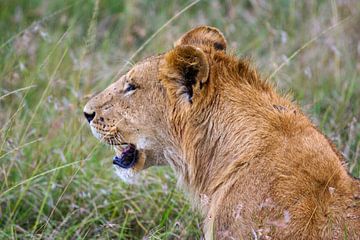 Leeuwen in de Masai Mara van Roland Brack