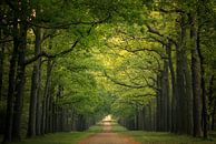 Stately Avenue Royale by Moetwil en van Dijk - Fotografie thumbnail