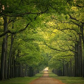 Statige Koningslaan Paleispark Het Loo van Moetwil en van Dijk - Fotografie