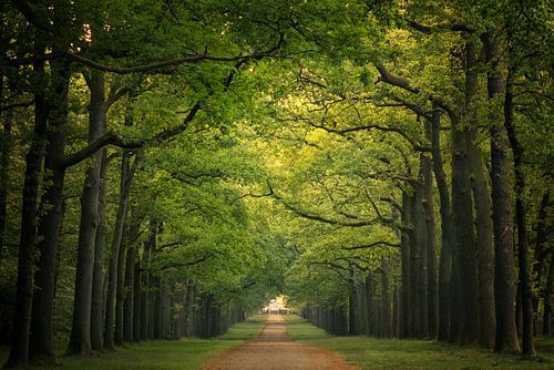 Statige Koningslaan Paleispark Het Loo