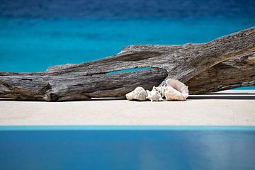 Een stilleven met schelpen aan de caribische oceaan