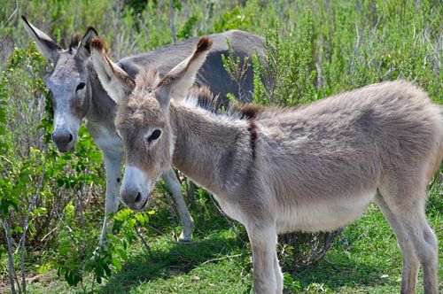 Wild donkeys on Bonaire