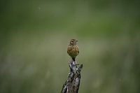 Vogel