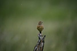 Bird by Melanie van der Rijt