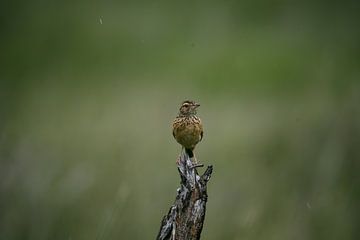 Vogel von Melanie van der Rijt