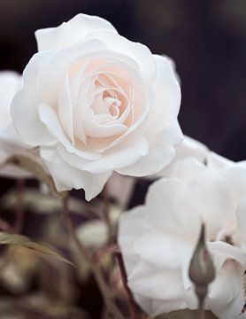 Rosen von Valerie Boehlen