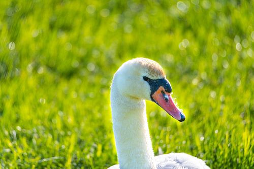 A family of swans rests in a mown field, the two parents tending to their little ones, who snuggle u
