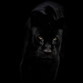 Black Jaguar on the move van Design Wall Arts