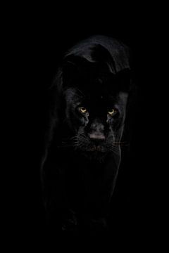 Black Jaguar on the move van Design Wall Arts