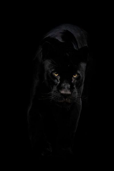 Black Jaguar on the move by Design Wall Arts