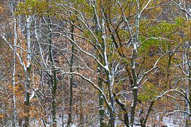 Forest in the Ore Mountains in winter by Thomas Jäger