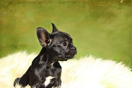 Französische Bulldogge 2 von Heike Hultsch
