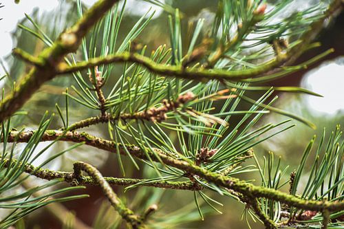 Nature at its purest