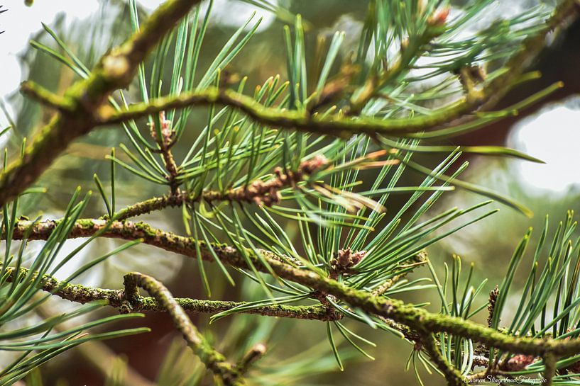 Nature at its purest by Carmen Slingerland