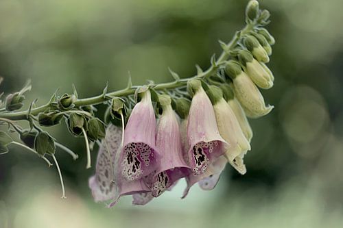 De digitalis