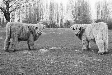 de schotse hooglanders