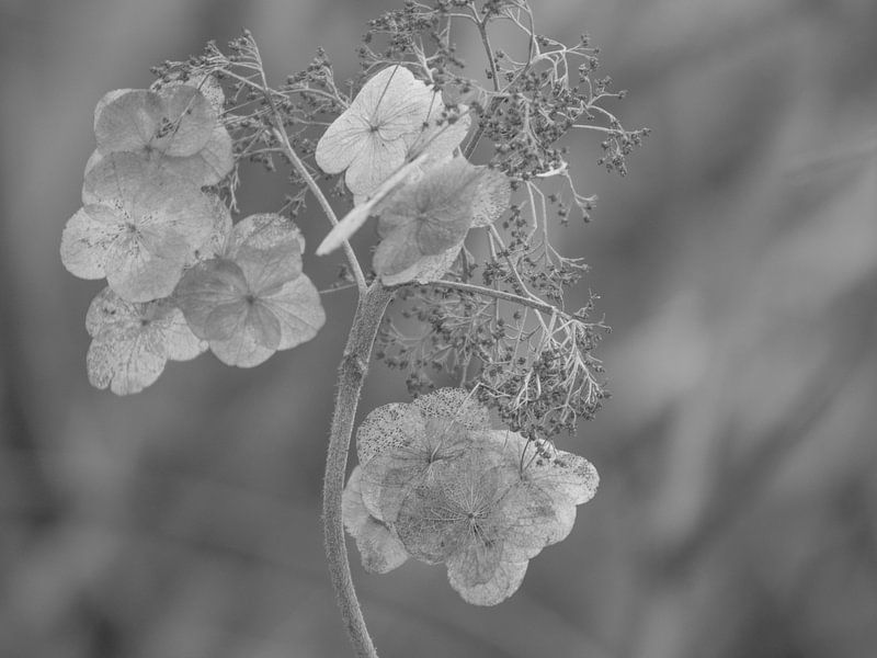 hortensia #22 van Hanneke Bantje