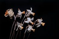 dried daffodils on black by Karel Ham thumbnail