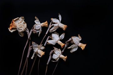 dried daffodils on black by Karel Ham