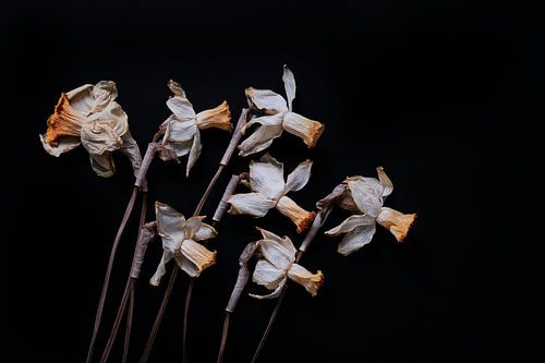 dried daffodils on black