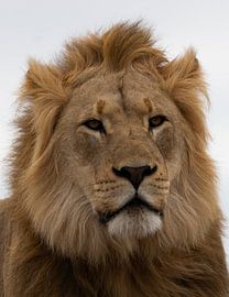 Lion King by Hans van der Steen