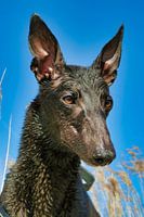 Natte Greyhound