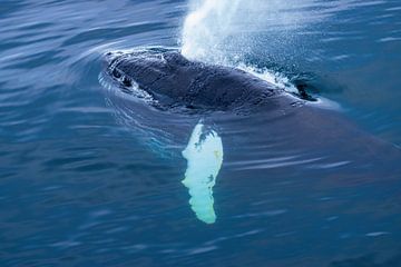 Humpback with blow by Merijn Loch