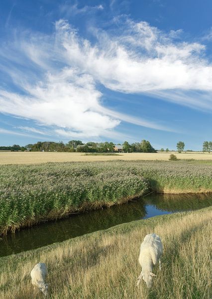 Landschaft auf Fehmarn von Peter Eckert