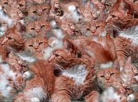 Red cats plate