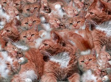 Roter Katzenteller von Jolanda de Jong-Jansen